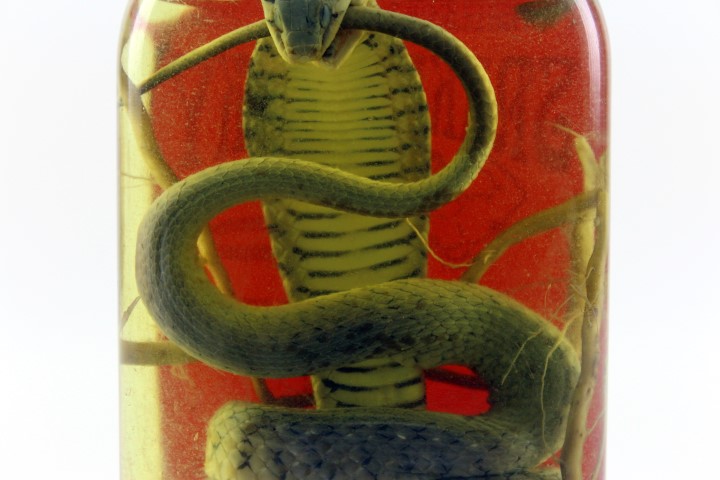 Snake Liquor Authentic from Laos Don Sao Island